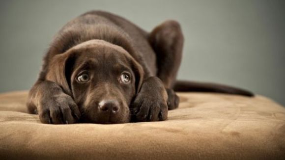 Consells perquè les mascotes no pateixin amb els petards de la revetlla, a l'espai 'Gat i gos'