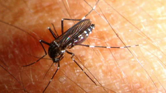 La prevenció, la millor arma contra la proliferació del mosquit tigre