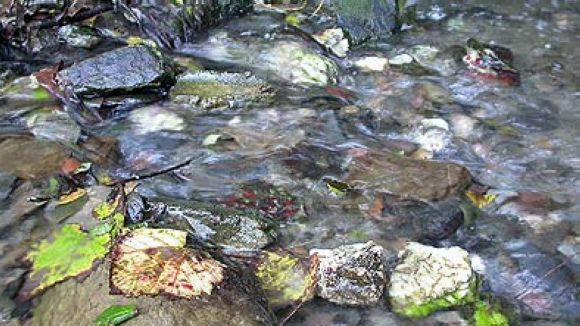 L'associació El Mussol celebra la Setmana de la Natura aquest diumenge amb una excursió guiada