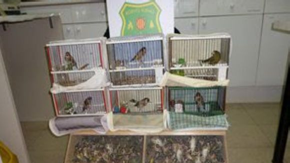 Intervinguts a Sant Cugat 212 ocells fringíl·lids a un traficant