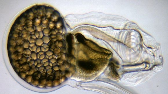 El Pou descobreix l'oikopleura dioica, un organisme que perd gens per evolucionar