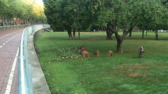 Sant Cugat aposta per l'acció supramunicipal en el control dels senglars
