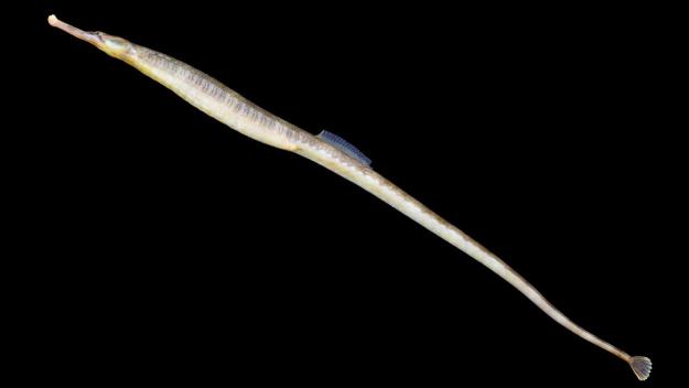 Saps què són en realitat les agulletes?