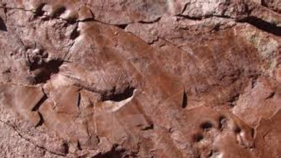 Les petjades d'animals més antigues de Catalunya, a 'El Pou'