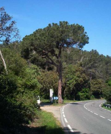 Josep Castellví: 'Els premis haurien de ser més nostrats'