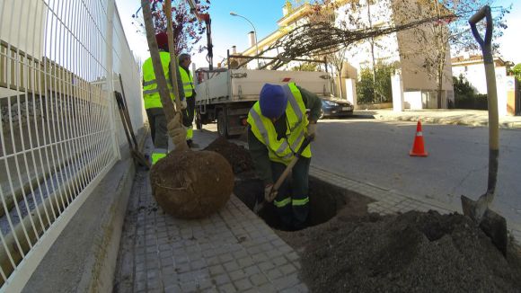 Sant Cugat disposa d'un arbre per cada 2'7 habitants, quasi 10 punts més que la mitjana catalana