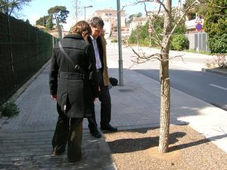Una seixantena d'arbres del centre de la ciutat tindran nous escocells