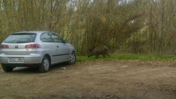 Alt: Senglars al centre