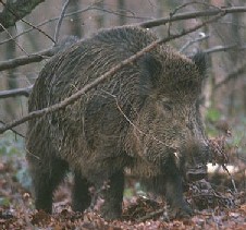 Alt: Un llibre protagonitzat per un porc senglar critica la destrucció del paisatge del vallès