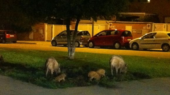 L'Ajuntament explica com actuar en cas de trobar porcs senglars al centre