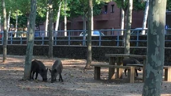 Tres senglars passegen pel Parc Central