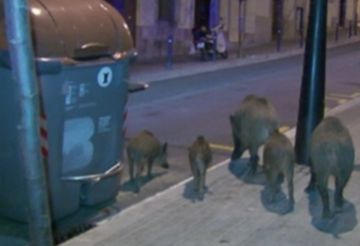 Rafael Soto: 'Els dards tranquil·lizants no són un bon sistema per acabar amb els senglars'