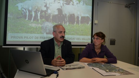 Un ramat de 120 cabres i ovelles pasturarà per Collserola per netejar els boscos i prevenir incendis