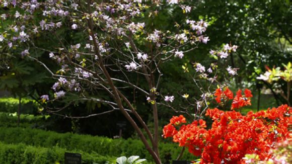 Les gramínies i la parietària, el pol·len més present a la primavera i l'estiu a Sant Cugat