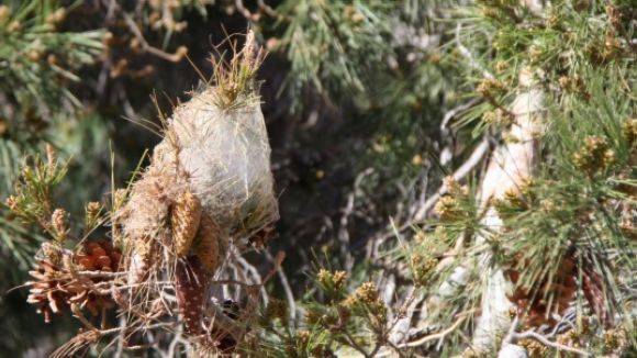 Sant Cugat es posa en marxa per reduir l'afectació de la plaga de la processionària