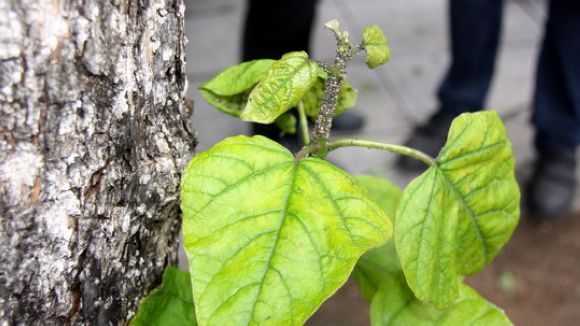 Sant Cugat es prepara per combatre el pugó, un insecte que amenaça l'arbrat