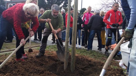 El Dia de l'Arbre a Valldoreix reivindica la identitat natural del territori plantant freixes