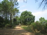 El Mussol denuncia el risc de desaparició d'un roure singular a Valldoreix