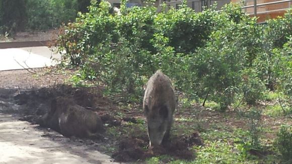 Dos senglars passegen pels jardins de la Casa de Cultura