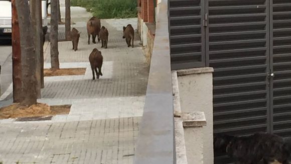 Un grup de senglars torna a ser vist a Mira-sol