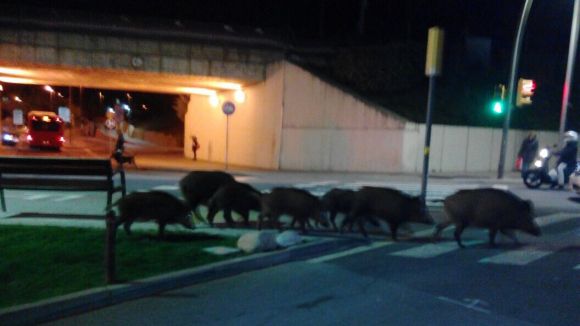 L'àrea de Medi Ambient proposa destinar 200.000 euros a captures de senglars