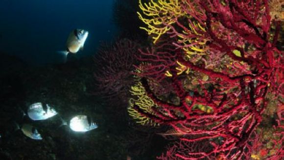 Ramon Margalef (Dofí Blau): 'En els accidents per submarinisme es reacciona amb instint terrestre'