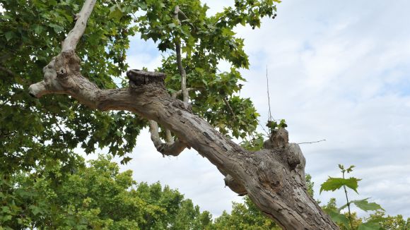 L'Ajuntament renovarà parcialment l'arbrat de la plaça Barcelona i el carrer Villà