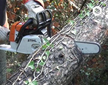 Els treballadors de la Generalitat han netejat dos quilòmetres de camí a Collserola i han tallat 200 arbres
