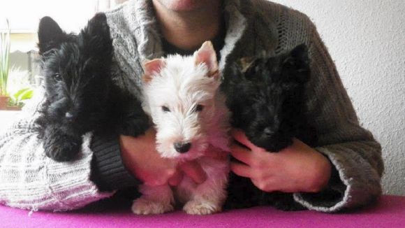 Sant Cugat acull diumenge una jornada d'adopció d'animals al garden Masó-Navarro