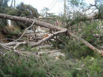 Subirà: 'La Generalitat ha d'explicar els criteris per distribuir els mil treballadors que netejaran els boscos'
