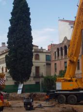 Alt: El xiprer queda col·locat al seu emplaçament final després d'una operació de dos dies