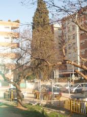 El Grup de Natura s'oposa al trasllat del xiprer centenari de Can Quitèria