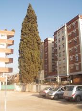 L'Ajuntament i Fincas Alcaraz troben una possible solució per mantenir el xiprer i el pàrquing