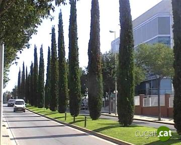 L'Ajuntament treballa per evitar que una plaga de fongs malmeti els xiprers de la ciutat