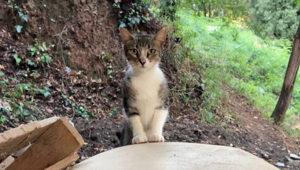 Alt: Denuncien TMA per impedir l'accés a una colònia de gats ubicada en els seus terrenys