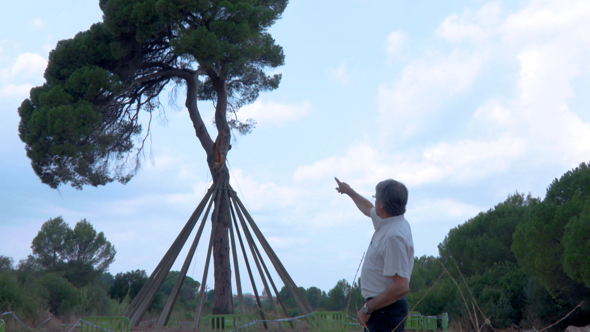 El Pi d'en Xandri: un símbol resilient de Sant Cugat que estrena nou capítol