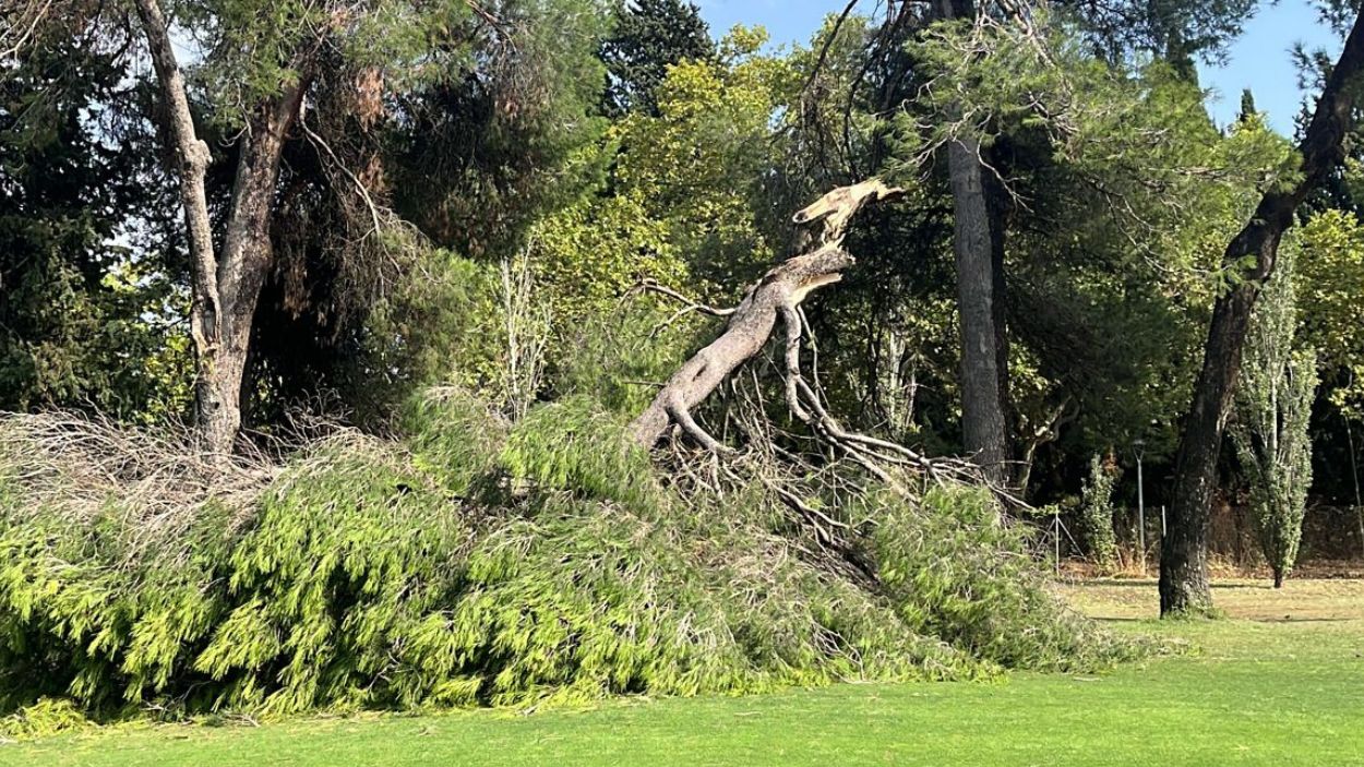 La intensa pluja deixa una desena d'arbres caiguts a Sant Cugat