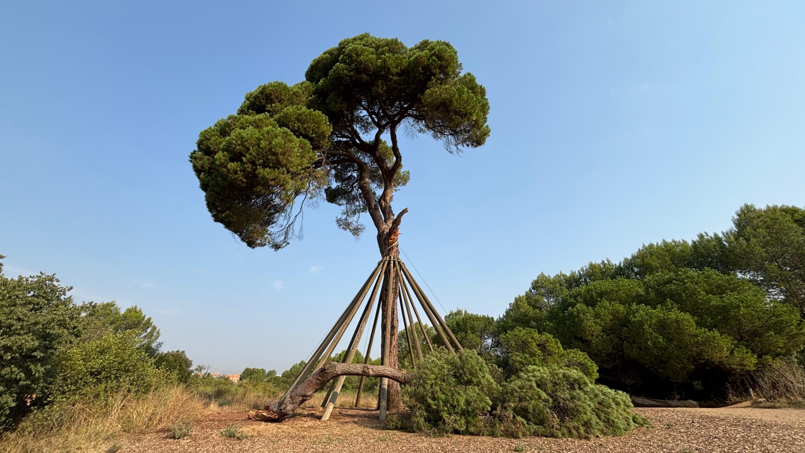 Cau una branca del Pi d'en Xandri
