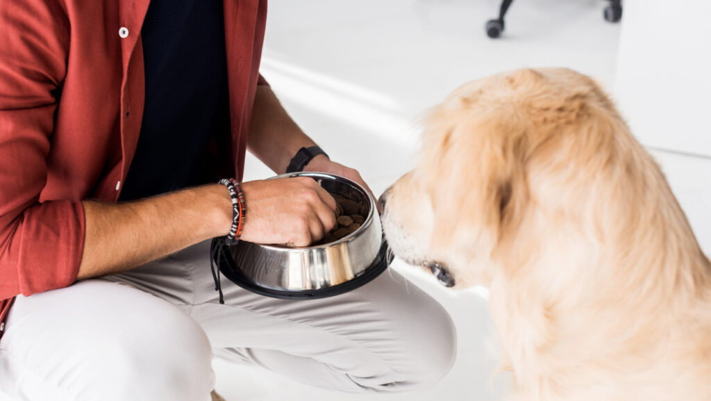 Alt: Què hauria de menjar la teva mascota? Claus per escollir bé el seu aliment