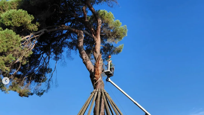 El Pi d'en Xandri comença a rebre les primeres atencions