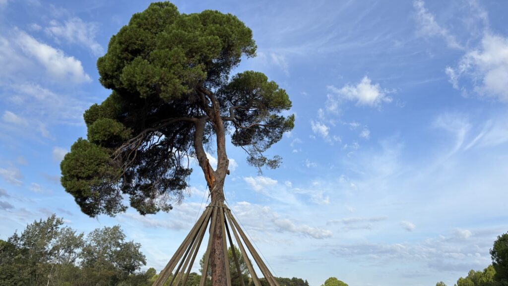 Alt: El Pi d'en Xandri podria durar un segle més