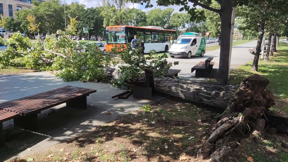 Cau un arbre de grans dimensions a Francesc Macià