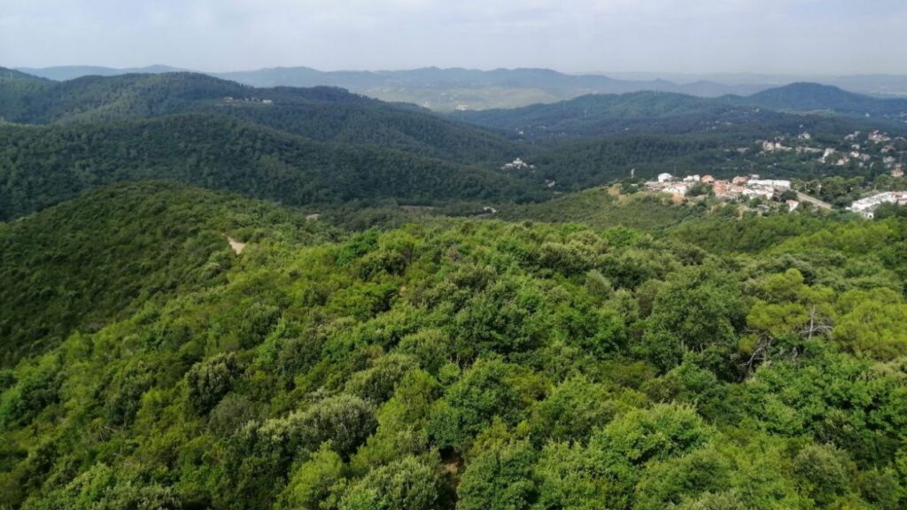 Com reaccionar davant d'un foc forestal