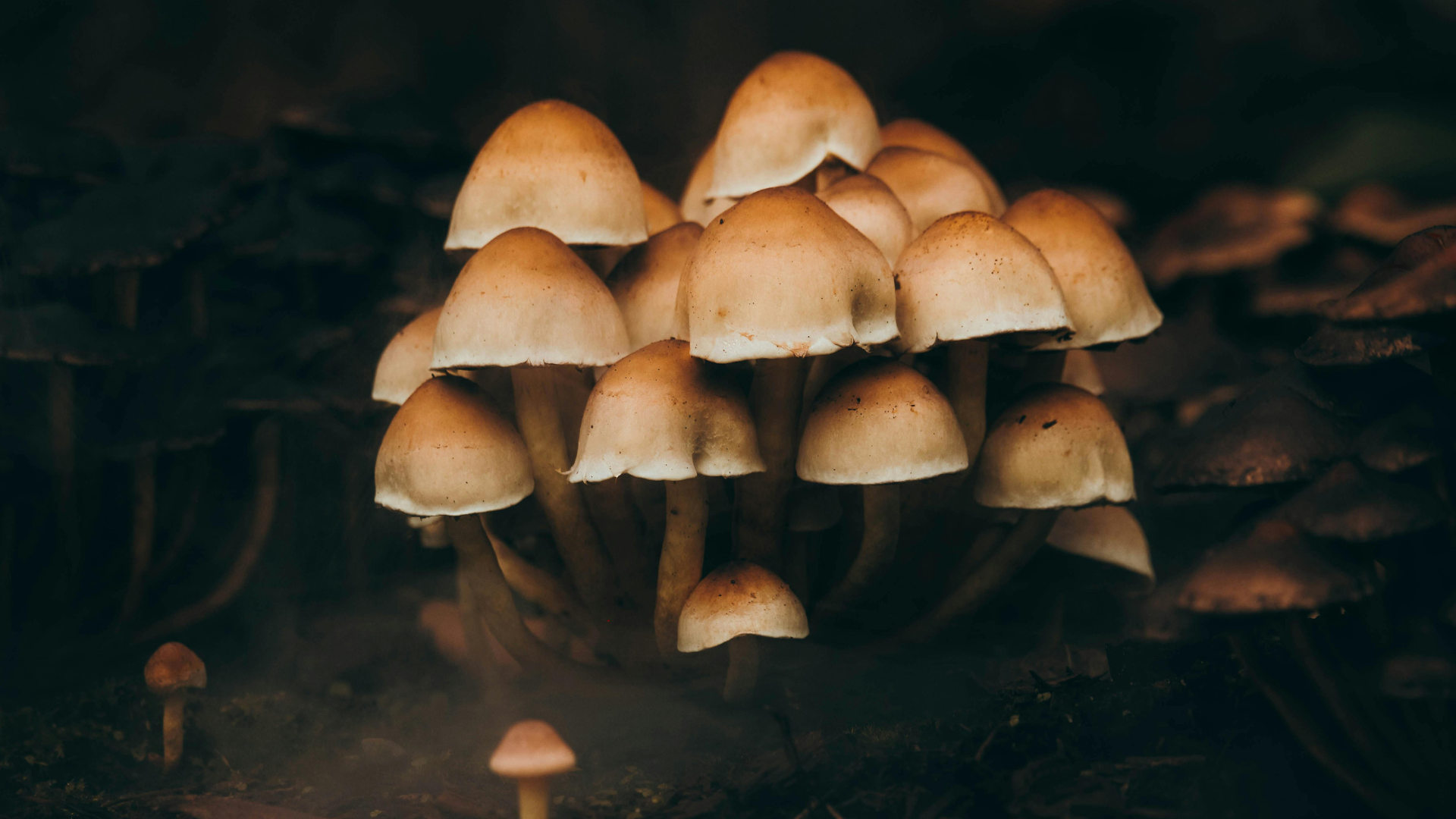 Els secrets dels bolets, amb Manel Guirado