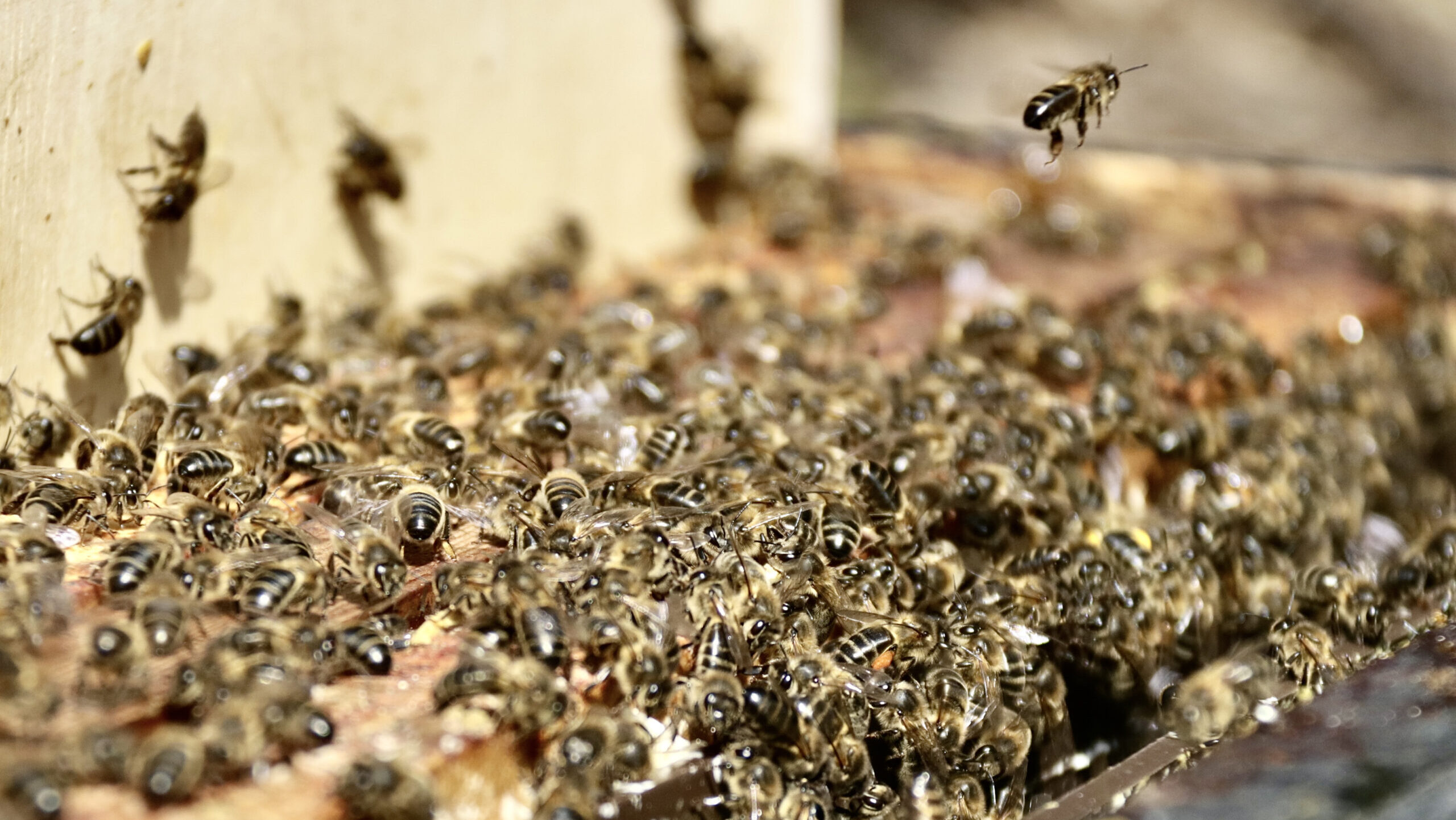 Valldoreix es conjura per protegir les abelles