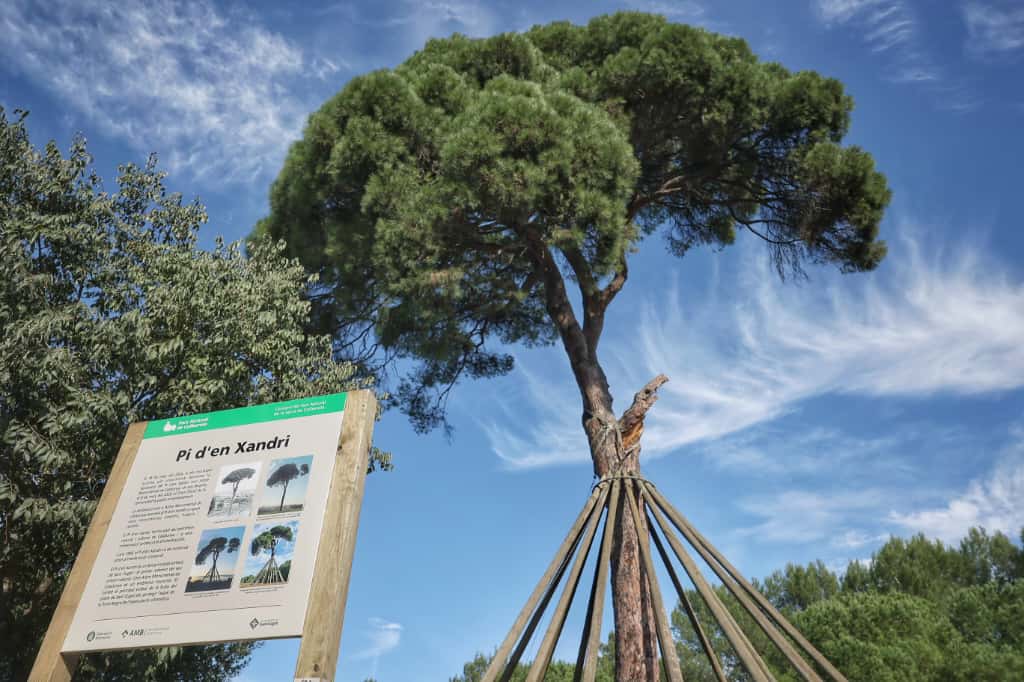 Sant Cugat celebra la declaració del Pi d'en Xandri com a Arbre Monumental de Catalunya