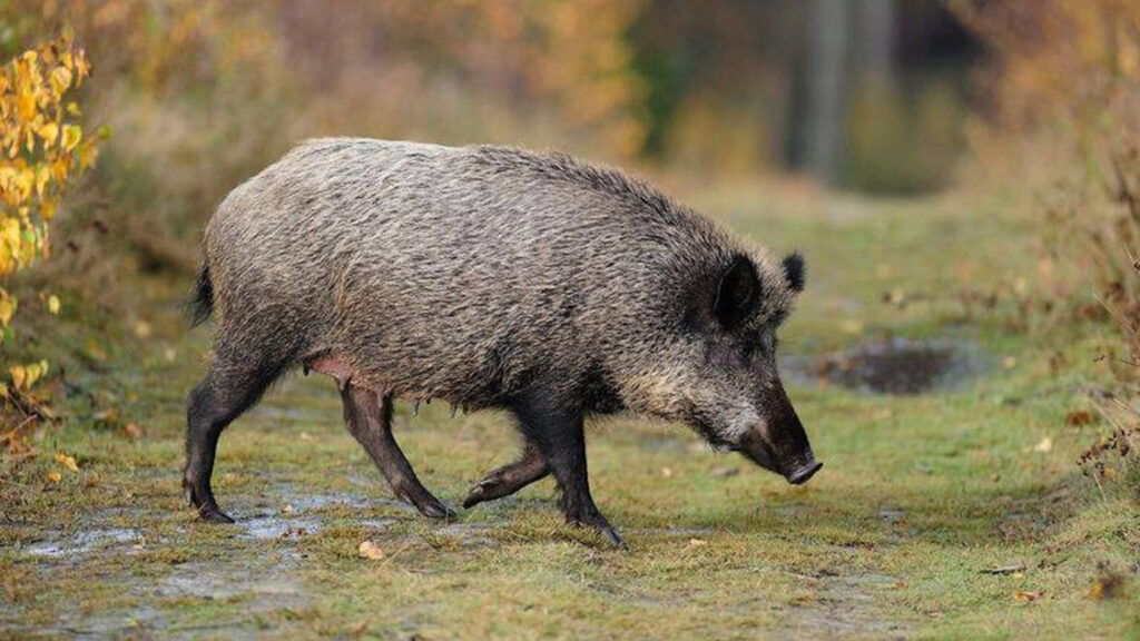 Alt: Collserola queda tancada al lleure per la Pesta Porcina Africana i Sant Cugat entra en el radi de màxima restricció