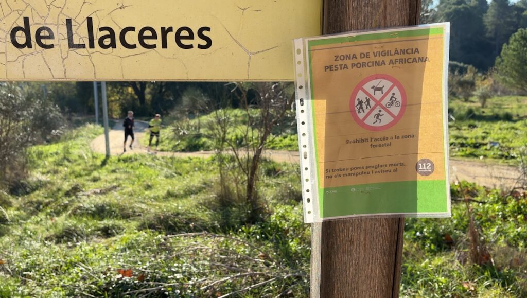 Alt: Compliment desigual de la restricció d'accés a Collserola per la pesta porcina