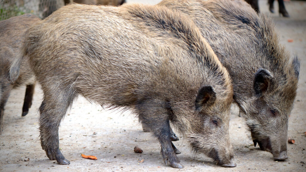 Alt: Francesc Accensi (IRTA-CReSA): 