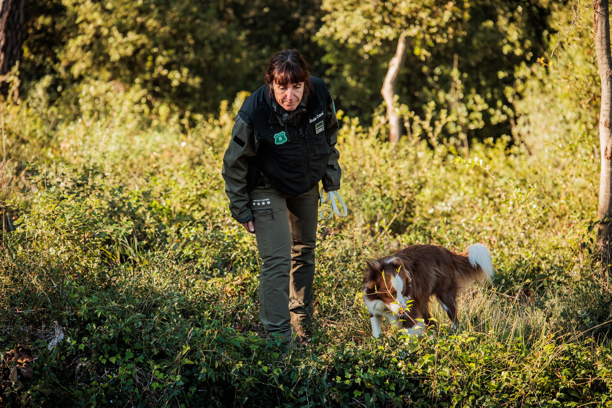 El Govern activarà un pla de control poblacional de senglars a Catalunya